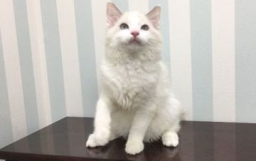 ラグドール【東京都・男の子・2017年4月19日・ブルーポイントバイカラー】の写真「優しいお顔の男の子！」