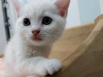 アメリカンショートヘア【東京都・女の子・2019年8月17日・クリームカメオタビー】の写真「とっても綺麗なお顔立ちの女の子です♫」