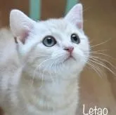 アメリカンショートヘア【東京都・男の子・2022年11月29日・カメオタビー】の写真1