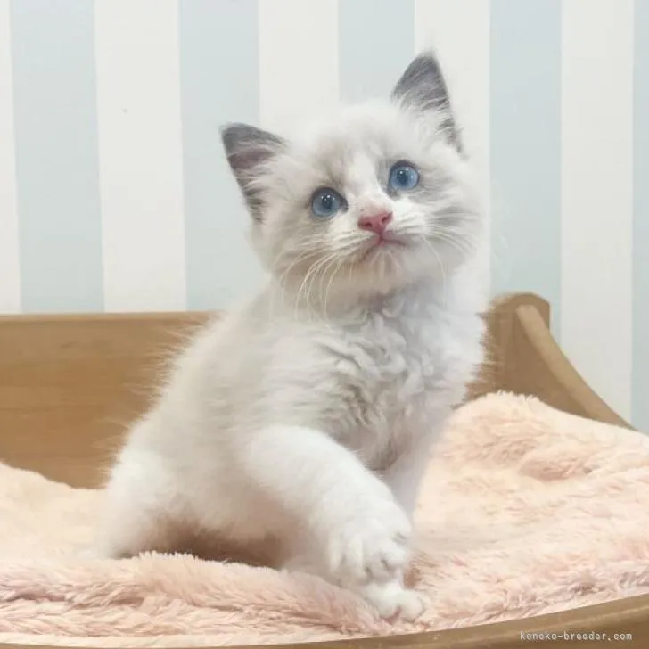 ID：2208-00299の子猫