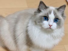 ラグドール【・女の子・2019年3月27日・ブルーポイントバイカラー】