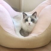 ラグドール【・女の子・2019年3月27日・ブルーポイントバイカラー】