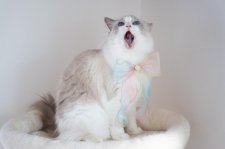 ラグドール【・女の子・2019年3月27日・ブルーポイントバイカラー】