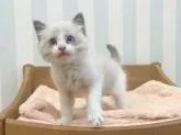 ラグドール【東京都・男の子・2022年5月22日・ブルーバイカラー】の写真5