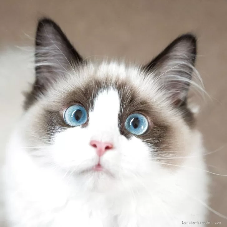 ID：2504-00425の子猫