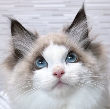 ラグドール【東京都・男の子・2025年1月21日・シールポイントバイカラー】の写真「江東区でラグドールブリーダー歴12年です！」
