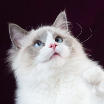 ラグドール【東京都・男の子・2024年10月23日・ブルーポイントバイカラー】の写真「江東区でラグドールブリーダー歴12年です！」