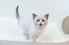 ラグドール【東京都・男の子・2024年10月23日・ブルーポイントバイカラー】の写真6