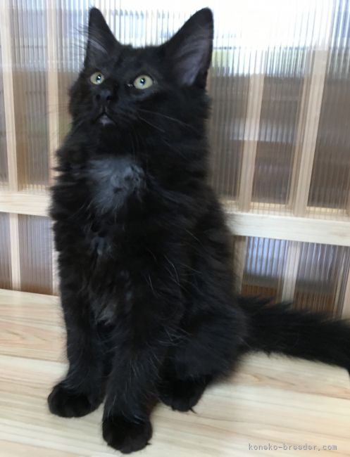 ノルウェージャンフォレストキャット【高知県・男の子・2021年1月29日