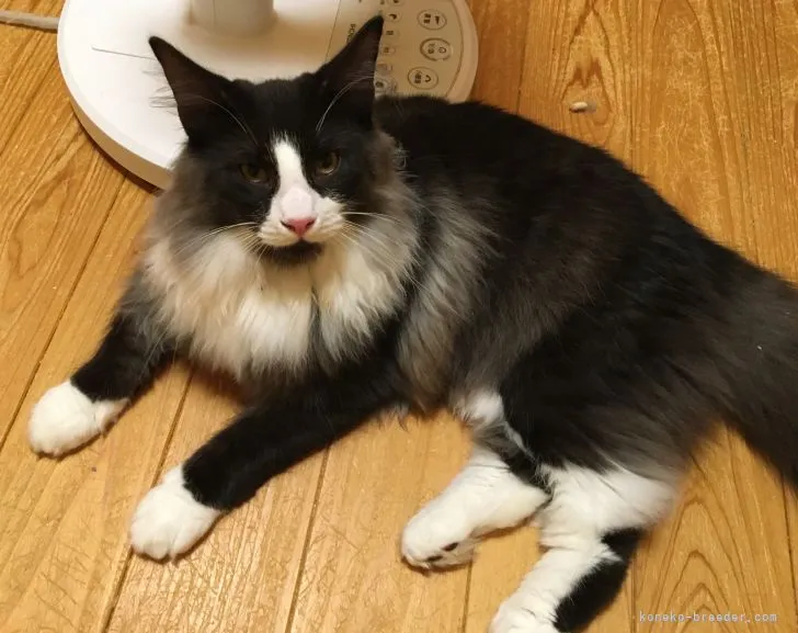 ID:2201-00104の子猫