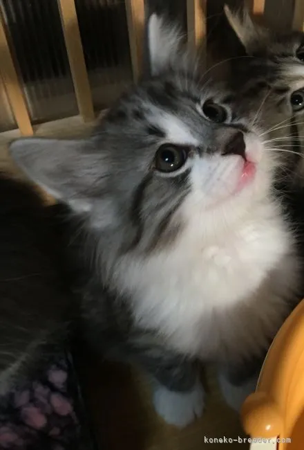 ID:2201-00105の子猫