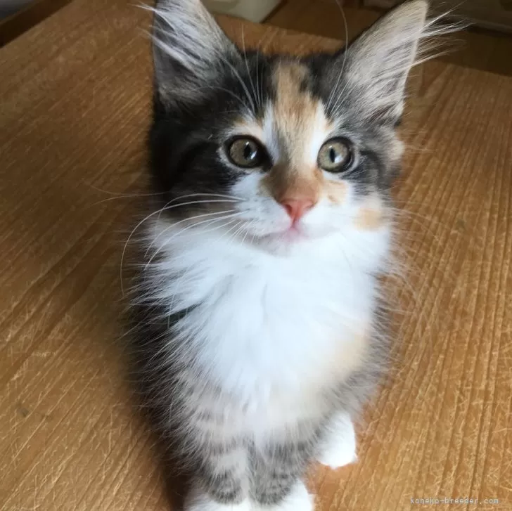 ID：2404-00398の子猫