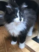 ノルウェージャンフォレストキャット【高知県・男の子・2021年1月29日・ブラック アンド ホワイト】の写真1