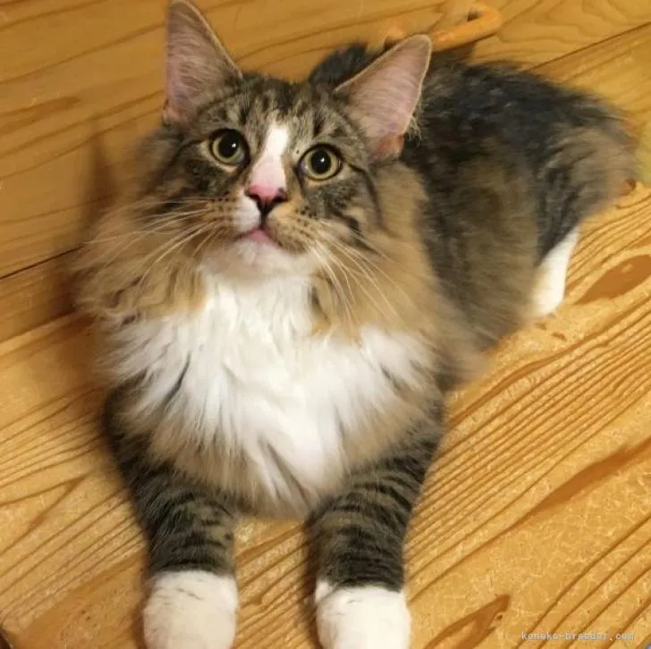 ID：2201-00106の子猫