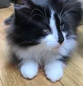 ノルウェージャンフォレストキャット【高知県・男の子・2021年1月29日・ブラック アンド ホワイト】の写真2