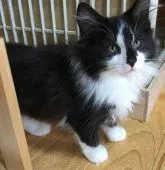 ノルウェージャンフォレストキャット【高知県・男の子・2021年1月29日・ブラック アンド ホワイト】の写真4