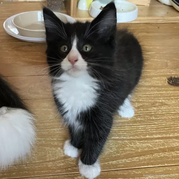 ID：2501-00156の子猫