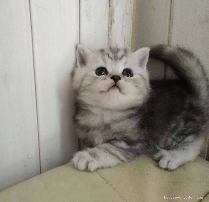 ID:1708-01092の子猫