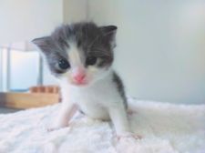 みんなの猫図鑑 - マンチカン