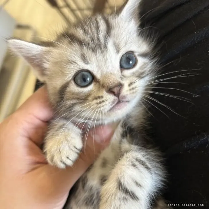 ID：2309-02023の子猫