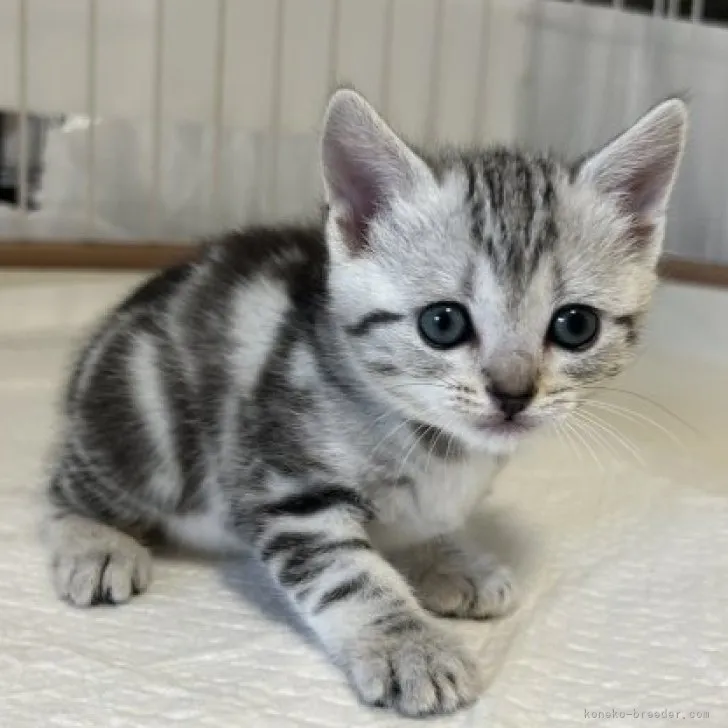 ID:2308-00116の子猫
