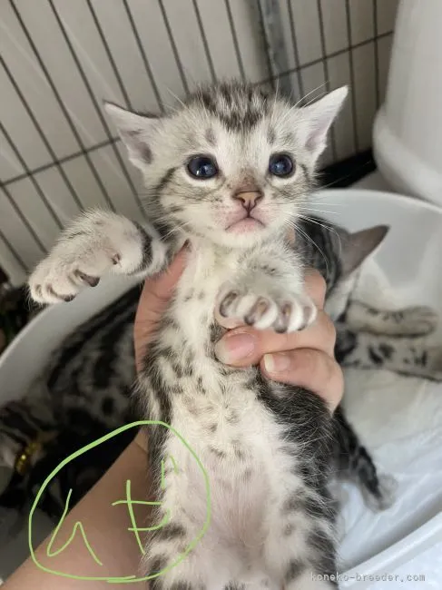 ID：2106-01362の子猫