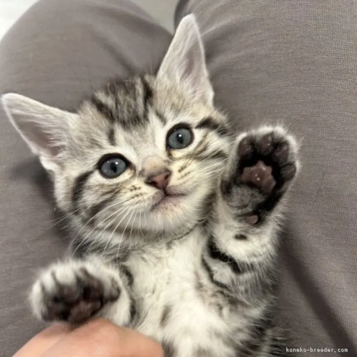 ミーコ 様のお迎えした子猫