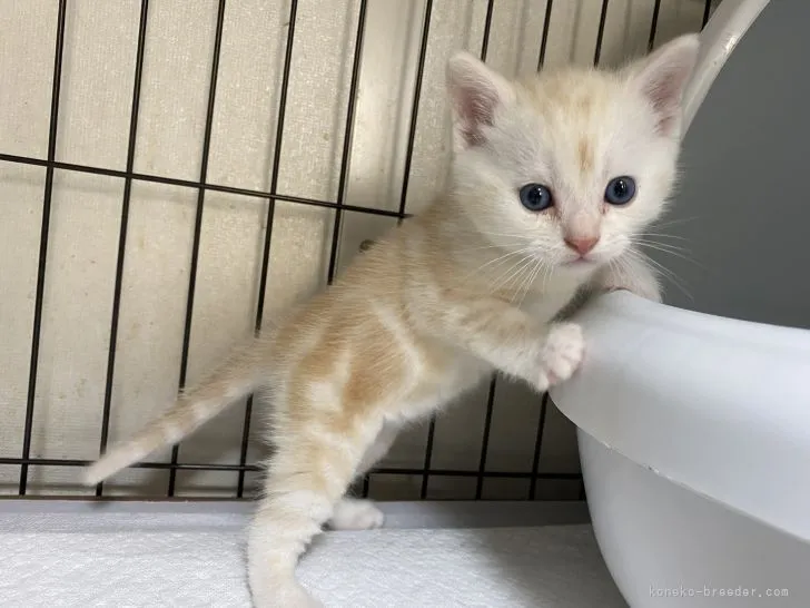 ID：2104-02496の子猫