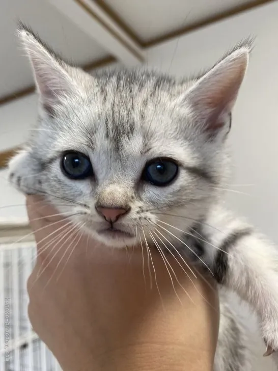 ID:2205-02387の子猫