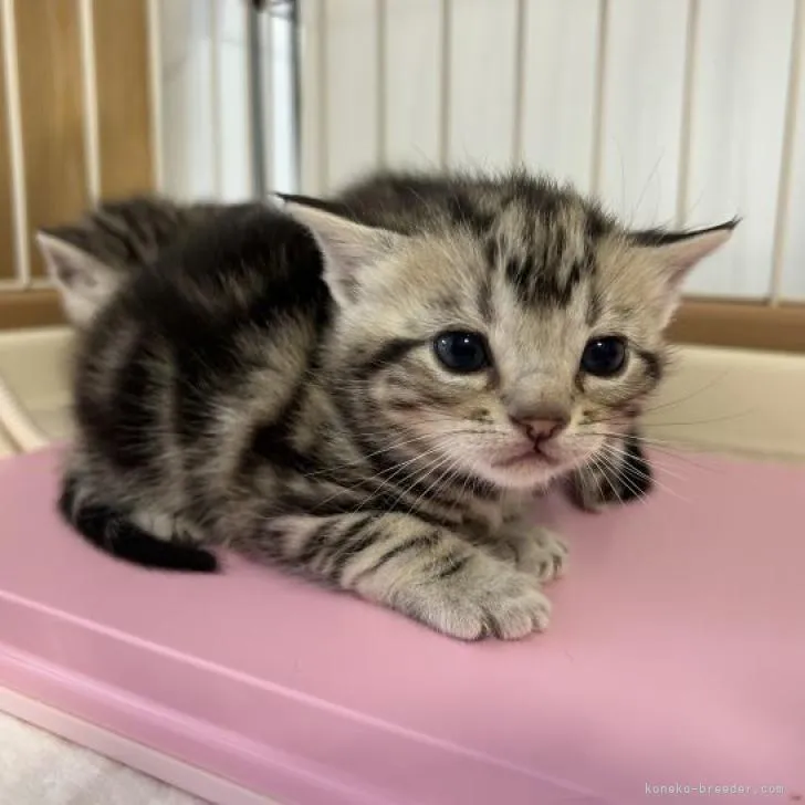 ID：2301-01792の子猫