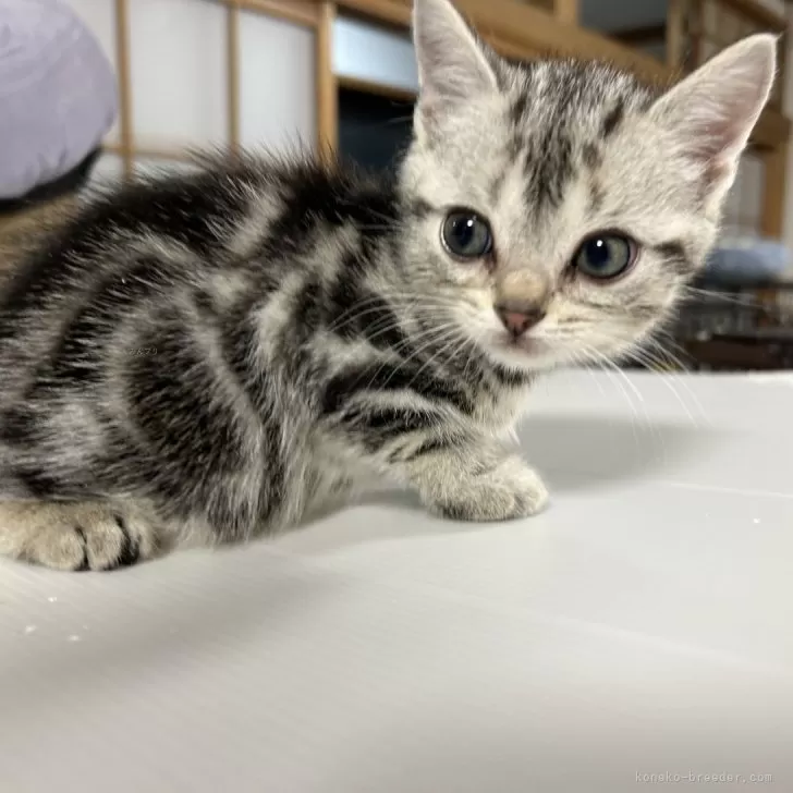 ID:2403-00969の子猫