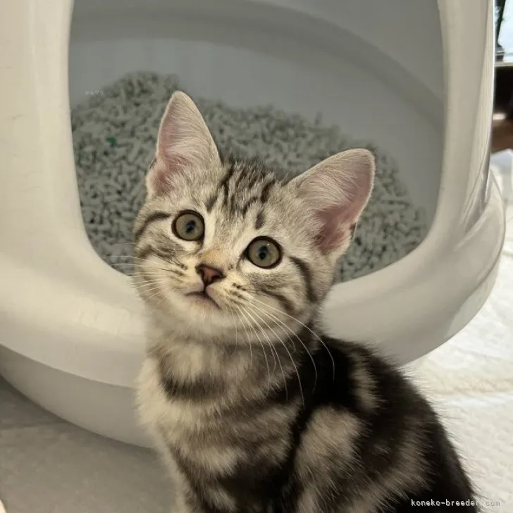 ID:2309-02024の子猫