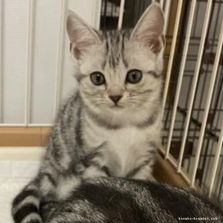 ID：2205-02385の子猫