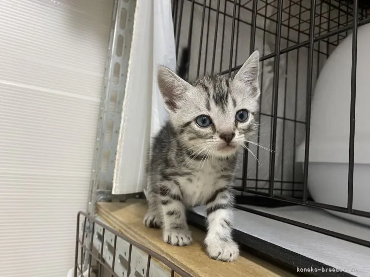 ID：2106-01360の子猫