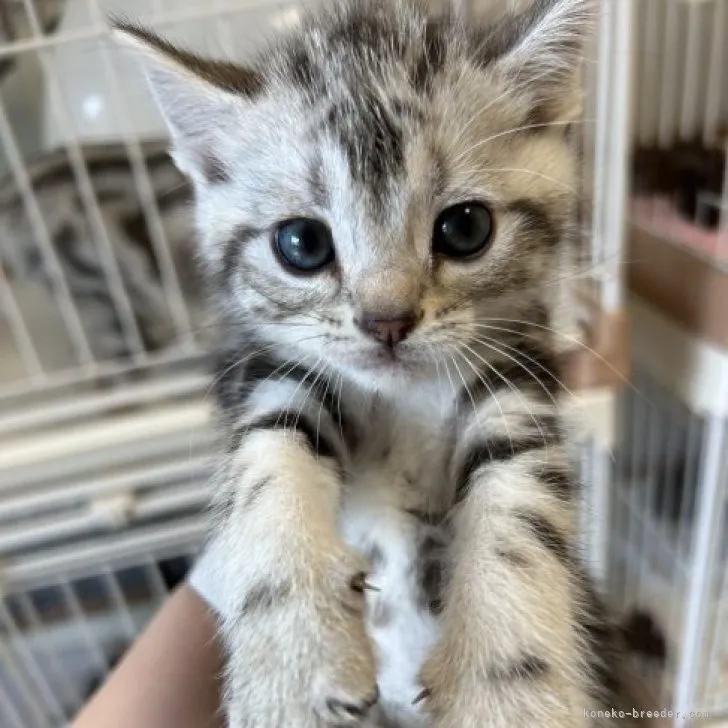 ID：2303-00570の子猫