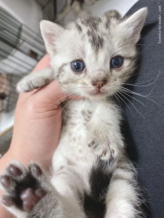 ID：2103-01471の子猫