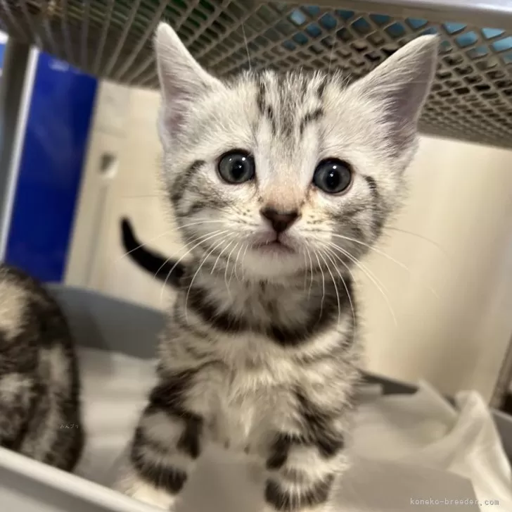 ID：2401-01298の子猫