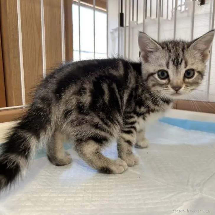ID：2301-01793の子猫