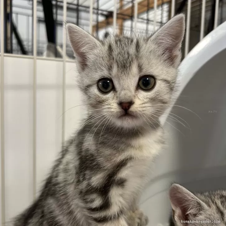 ID:2312-00110の子猫