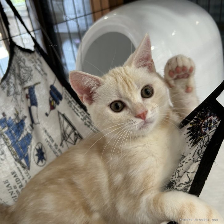 アメリカ80年代ビンテージ　手描きの瞳やまつ毛が美しい上品なペア猫ちゃん特大陶器 アメリカ80年代ビンテージ 手描きの瞳やまつ毛が美しい上品な