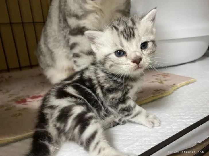 ID：2104-00533の子猫