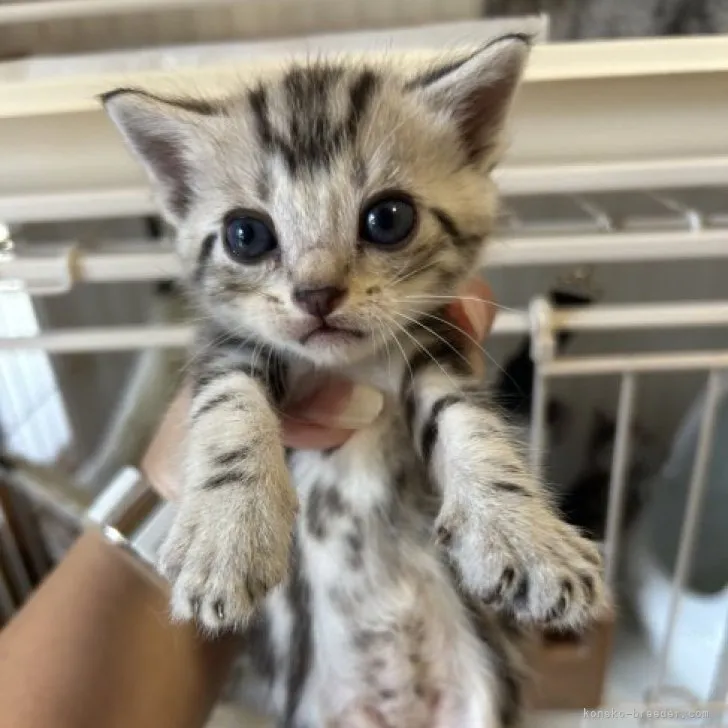 ID：2309-02030の子猫