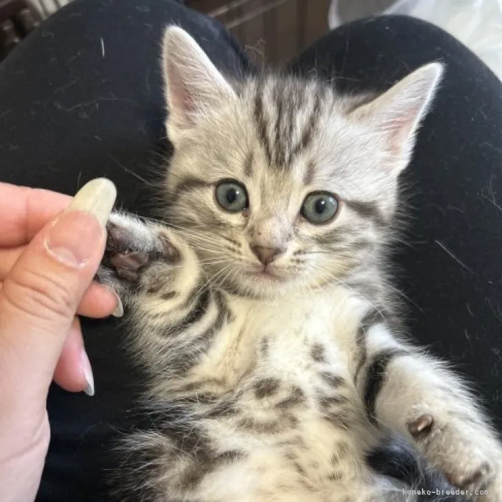 アメリカンショートヘア【東京都・男の子・2023年8月29日・シルバータビー】の写真1