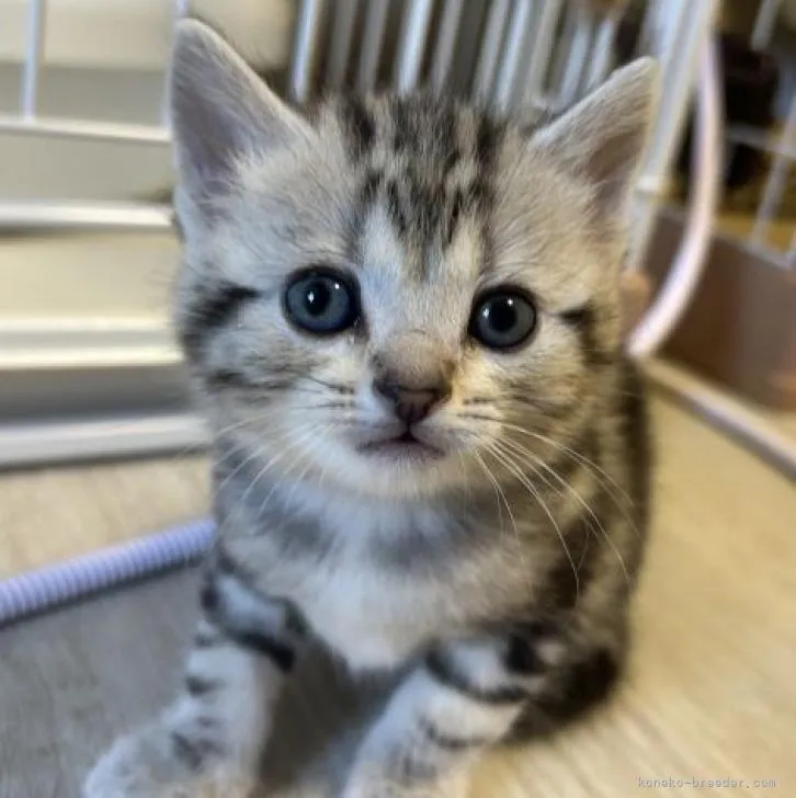ID:2301-01831の子猫