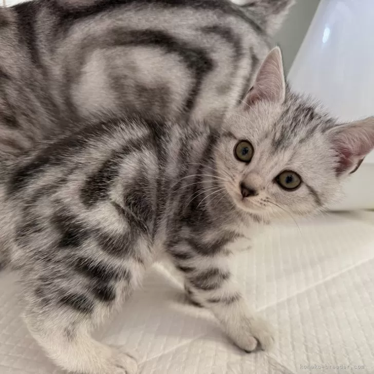 ID:2410-00996の子猫