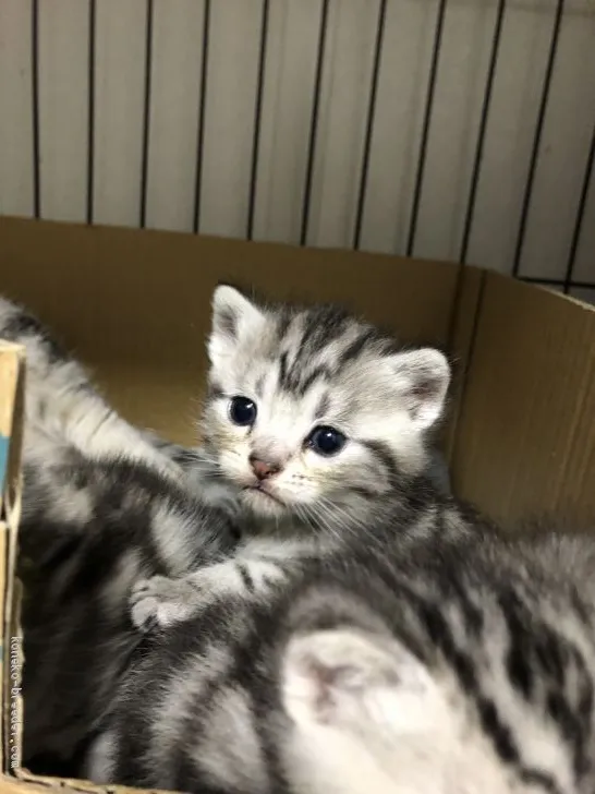 ID：2001-00352の子猫