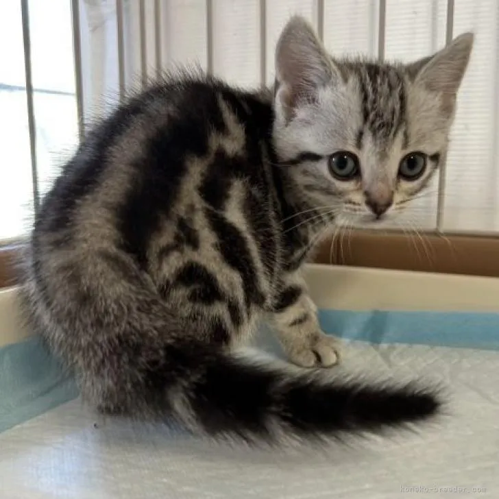 ID:2301-01829の子猫
