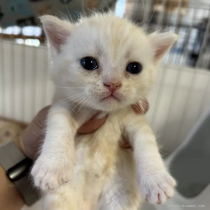 ID:2401-01394の子猫
