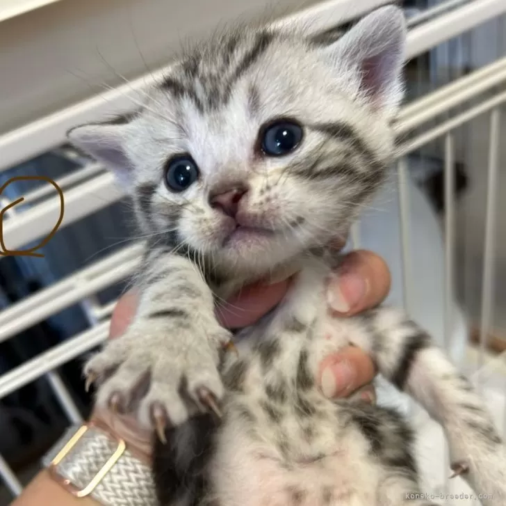 ID：2404-00187の子猫