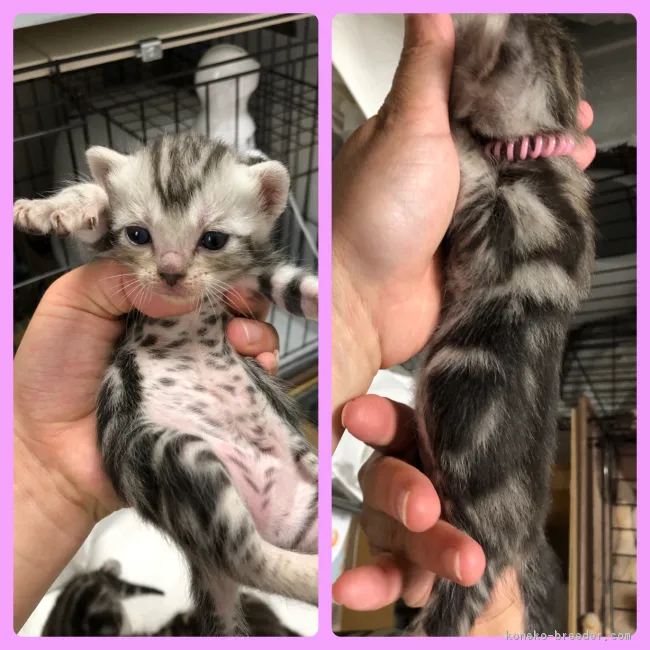 ID：1810-00846の子猫